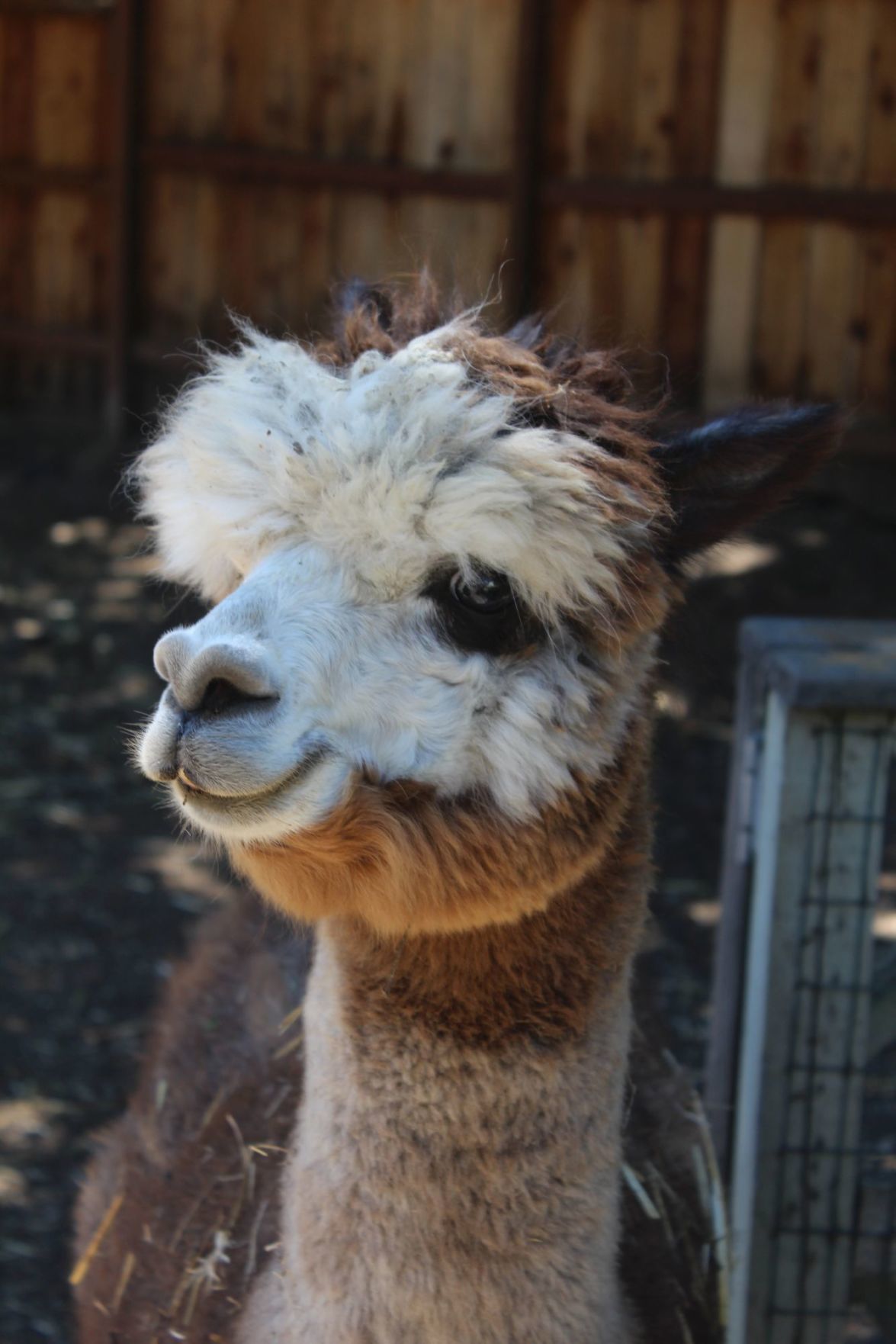 Napa the alpaca